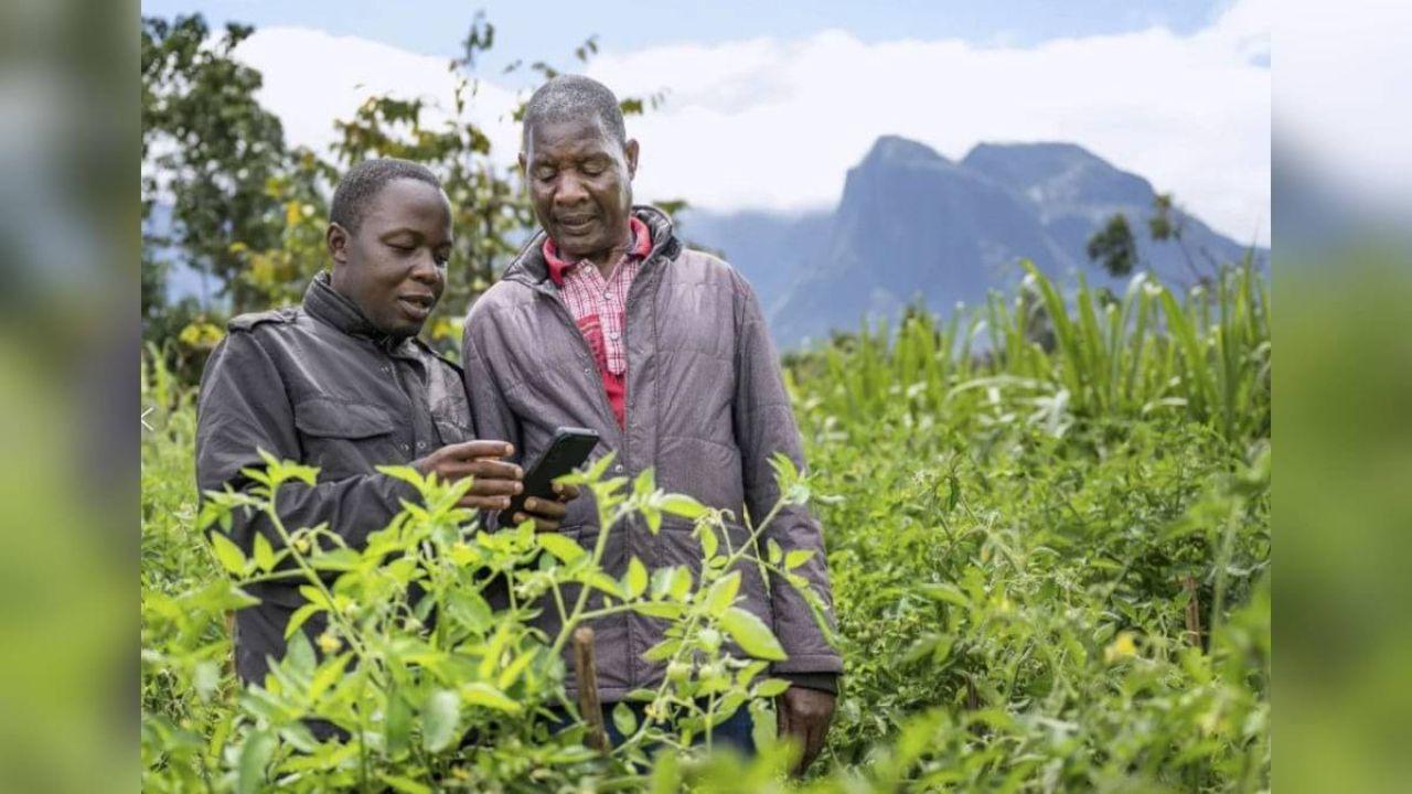 AI Chatbot Offers Hope to Malawi Farmers After Freddy